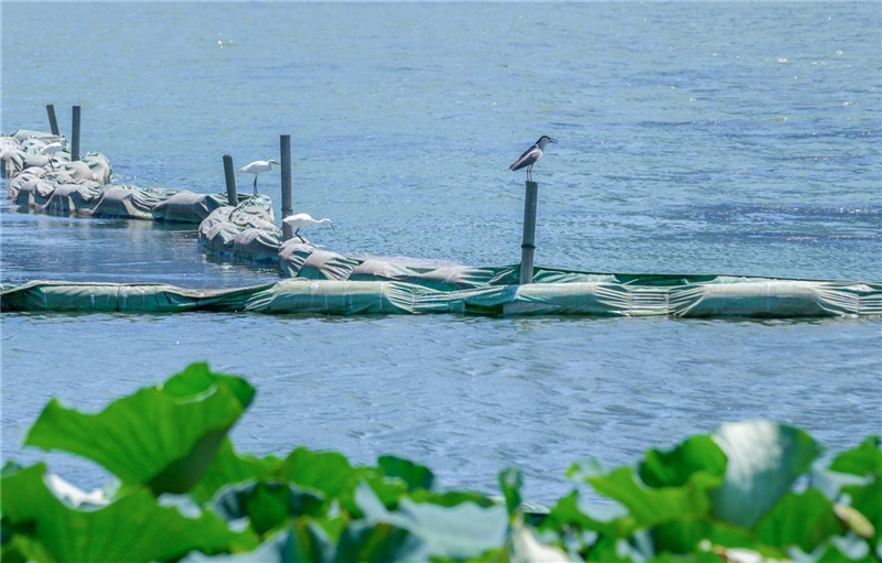 武汉沙湖：碧水蓝天下水鸟翩跹_fororder_微信图片_20250825100339