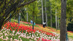湖北建始：郁金香花海激活乡村游