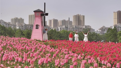 武汉东湖现花毯盛景 4万平方米金鱼草花海引游客打卡