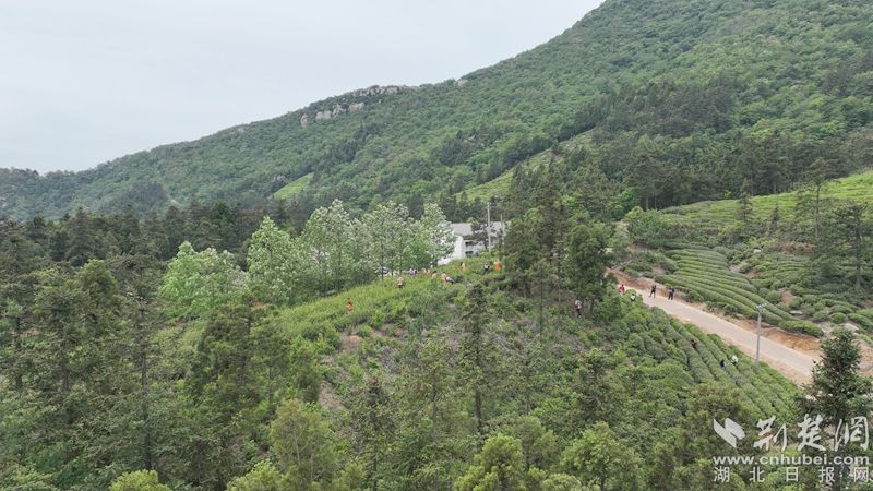 “荒野寻茶“”火爆出圈，第九届红安老君眉茶文化节开幕