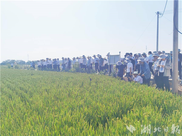 300多名院士专家齐聚 全国水稻界“顶流”盛会落地荆州_fororder_eb8bff6fcb2d4340bb0b4f3187c0136a