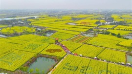 80万亩花海等你！3月18日湖北省油菜节沙洋开幕