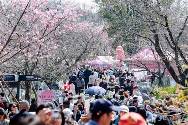 气温渐暖赏花游热度提升 武汉赏樱景区搜索量翻倍