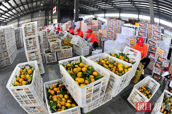 湖北“宜昌蜜桔”屡获大单香飘海内外 湖北“宜昌蜜桔”屡获大单香飘海内外_fororder_61b198f38eae426785f40fe566560f4b
