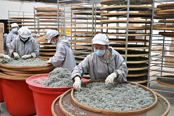 湖北:深山小眾茶香飄世界