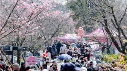 气温渐暖赏花游热度提升 武汉赏樱景区搜索量翻倍