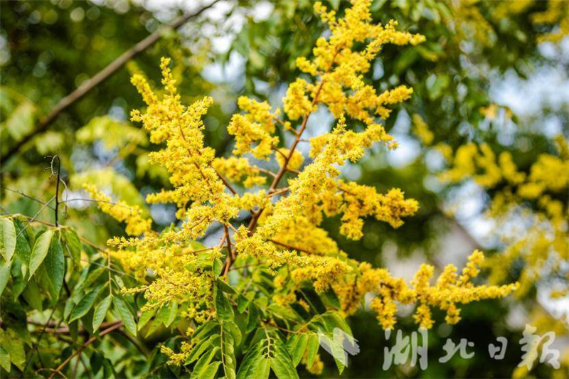 武汉：花开四季扮靓城市环线 古城新颜吸引市民打卡_fororder_753c7393b5f44baabe67b60e09c7773e