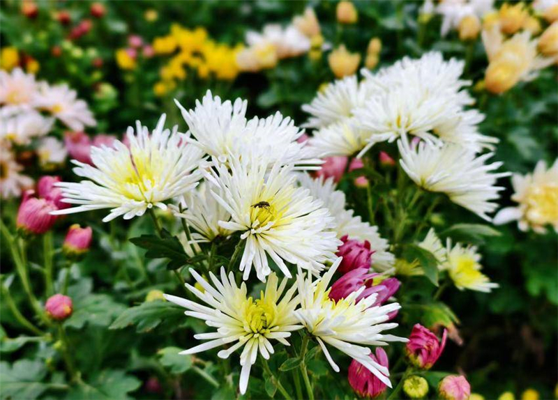 菊花争奇斗艳引客来