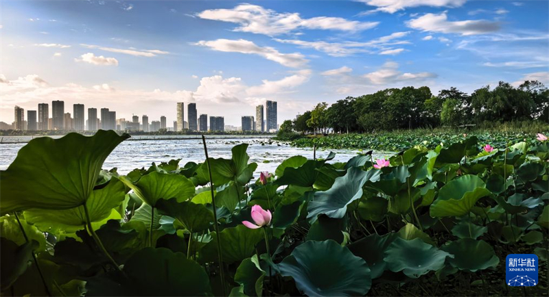 湖北武漢:碧水長天開畫卷 荷風十里入東湖