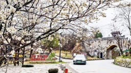 十堰樱桃沟环线升级 赏樱游客倍增