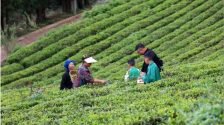 茶园变景区 游客当茶农——贵州茶山旅游热度飙升_fororder_微信图片_2026-05-09_101702_626