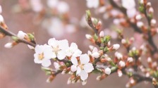 樱桃花开映春华_fororder_8d7f0a48ecf34962b799ebb199a4501d.768x635.750x2147483647
