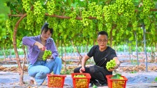 眉山仁寿：发展村集体经济 葡萄喜获丰收_fororder_1