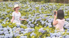 福州闽侯：绣球花迎来盛花期_fororder_13b901ee-88df-4894-a49f-aa911f4e293f