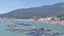 宁德福鼎：山海共兴 特色农业“全域开花”_fororder_山海共兴 特色农业“全域开花”