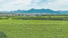 福建“土特产” 从“建群”到“破圈”_fororder_21548d02-e220-48ef-b46c-9430a1926c2a