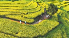 福州罗源县：梯田染金迎丰收_fororder_04d7b2a1-1333-46b8-be54-4fcc2e387ea2