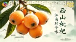 【鲜味中国·夏溢】西山枇杷 江南时令味_fororder_枇杷焦点图(1)