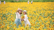 吉林市：向日葵花海迎来盛花期_fororder_cda4a4ad-ab28-4fd7-bd43-4276f36b2de4.900x600.750x500