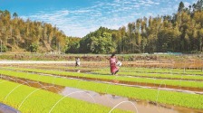 福建：一幅春耕图 满目新农事_fororder_cd20fc46-2375-471a-83ab-1ab379876b13