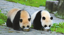 走进大熊猫国家公园 我们看到了什么_fororder_f30527a6-bbb3-4ae4-8edf-90d2f9138e1d.800x563.750x527