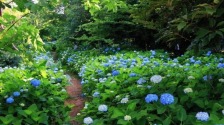 组图｜满园绣球花 等你来打卡_fororder_d0653be7c339421099a32dcee2a434ea.800x533.750x2147483647