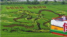 一幅幅稻田画串起千年历史与烟火日常_fororder_4736fa4f-d286-4a19-8150-3c977642cdc2.821x422.750x385