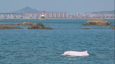 福建：以硬核科研守护大海精灵_fororder_519033c6-5ed4-4483-b1a7-ceae4f89b234