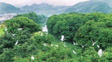 湖南新宁白鹭翩跹 风光如画_fororder_a5314d2bb47f4f5da5ccbc9844f9d071.600x366