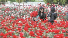 成都玫瑰花田解锁春日浪漫_fororder_玫瑰花田