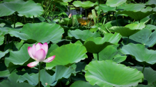 长安这片荷花海美到窒息 随手一拍就是大片_fororder_微信图片_20250625102827