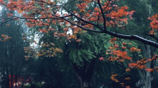 细雨如丝，济南百花公园秋意朦胧_fororder_a888897a5fe1426089e5d084e1bbcd29.700x467