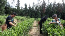 四川马边：“茶旅融合”共绘民族团结新画卷_fororder_11