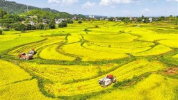 重庆：稻浪滚滚秋收忙