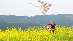 重庆丰都：油菜花开长江岸
