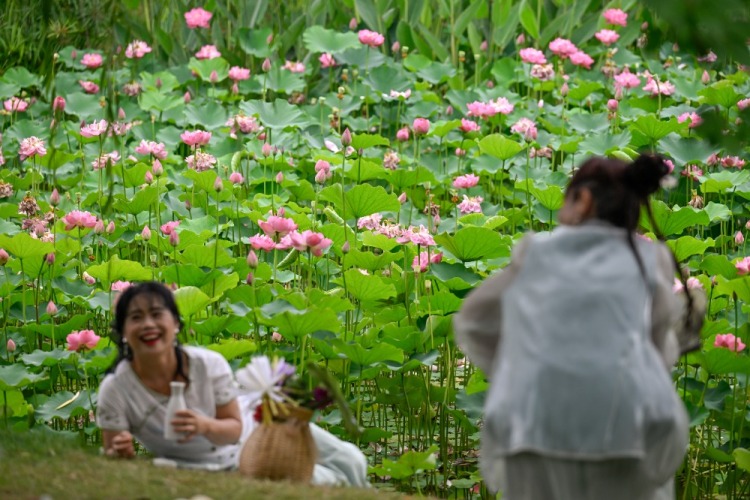 重庆：早荷初绽 市民打卡享惬意生活