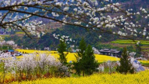 又到春花烂漫时｜重庆黔江：和美乡村春如画