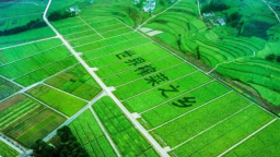 重庆涪陵启动乌江榨菜全国创意征集大赛