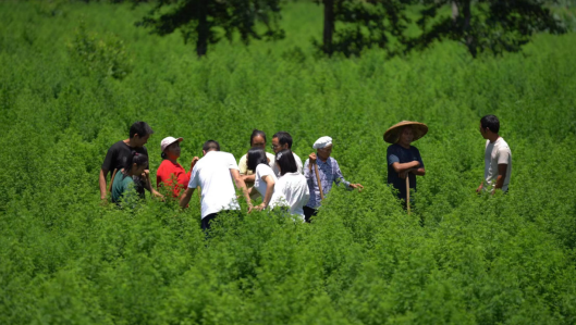 重庆酉阳工业之变：“三个百亿”谱写产业集群新篇章_fororder_微信图片_20250425140029