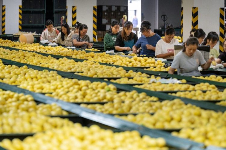 重庆潼南：应季柠檬加工开启“加速键”
