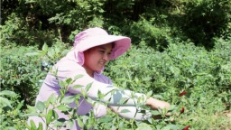 重庆彭水：石漠化荒地逆袭 “石头地”种成“辣椒园”