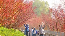 重庆：红梅提前开 市民打卡忙