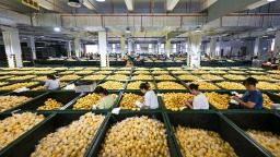 重庆潼南：应季柠檬加工开启“加速键”