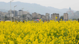 重庆涪陵：古镇油菜花开 乡村旅游迎旺季