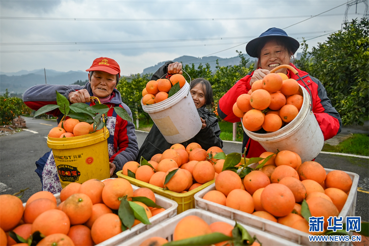 重庆万州：玫瑰香橙丰收 结出增收果实