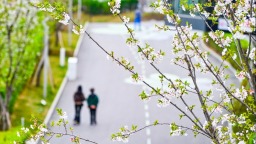 重庆：樱花绽放 山城春意盎然