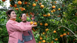 2.5万亩橙园飘香 重庆丰都柑橘采摘季启幕