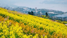 重庆：油菜花开春意浓