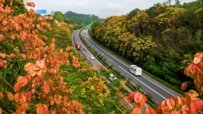重庆南川：栾花开 高速美