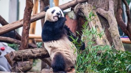 重庆动物园大熊猫搬新家